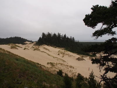 [One dune with the high point on the left and the low point on the right. Grass in the foreground of this mount and evergreens are on part of its apex.]